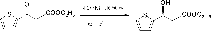 Method for inversing microbe to prepare ethyl (S)-3-hydroxy-3-(2-thienyl)-propanoate