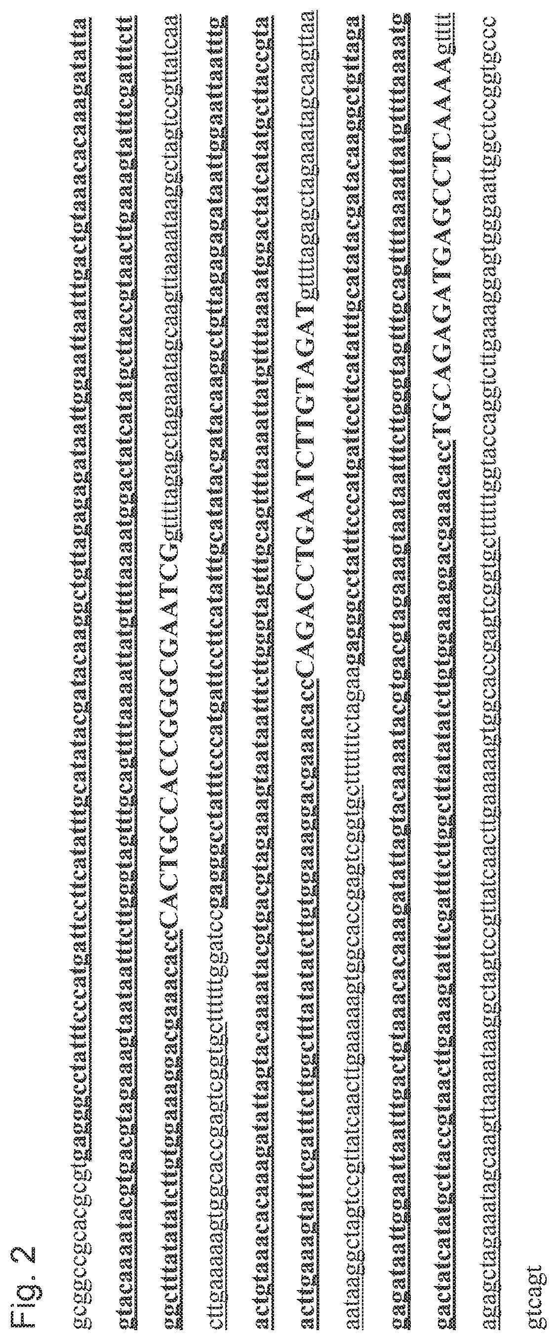 Transgenic eukaryotic organisms and methods for gender selection