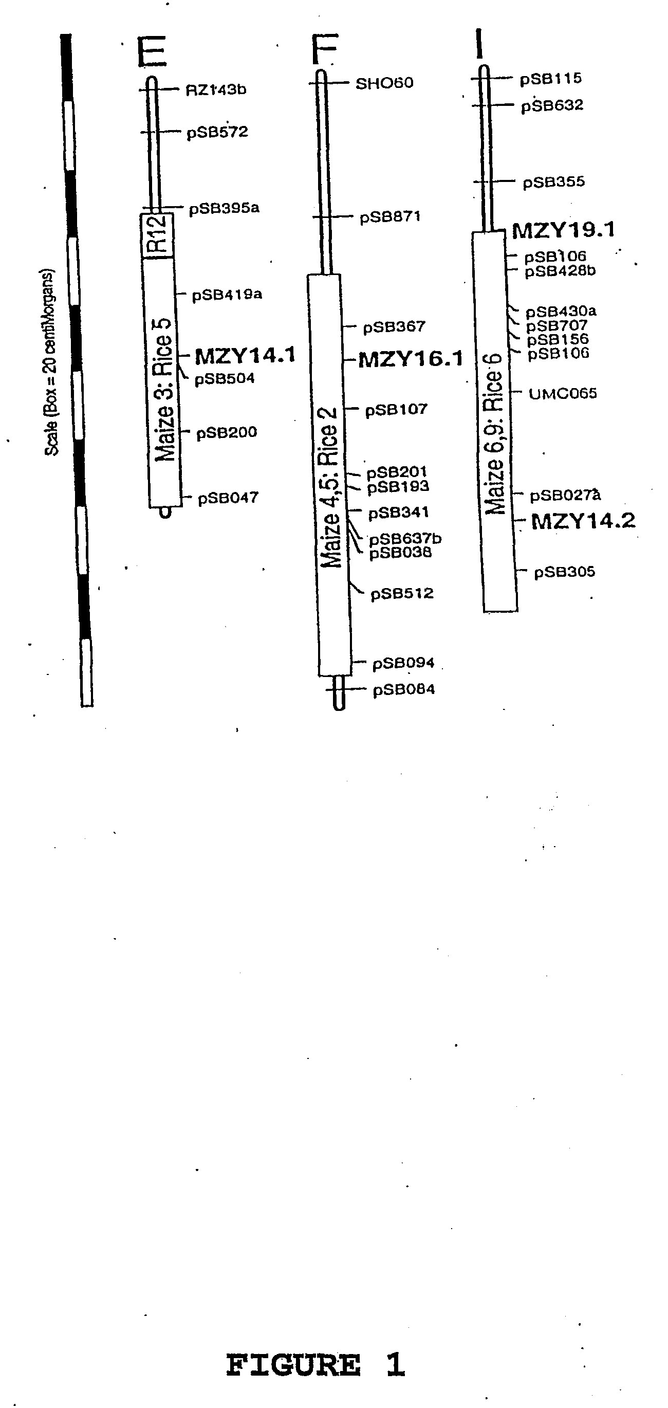 Methods and constructs for producing transgenic plants and methods of recovering expressed proteins