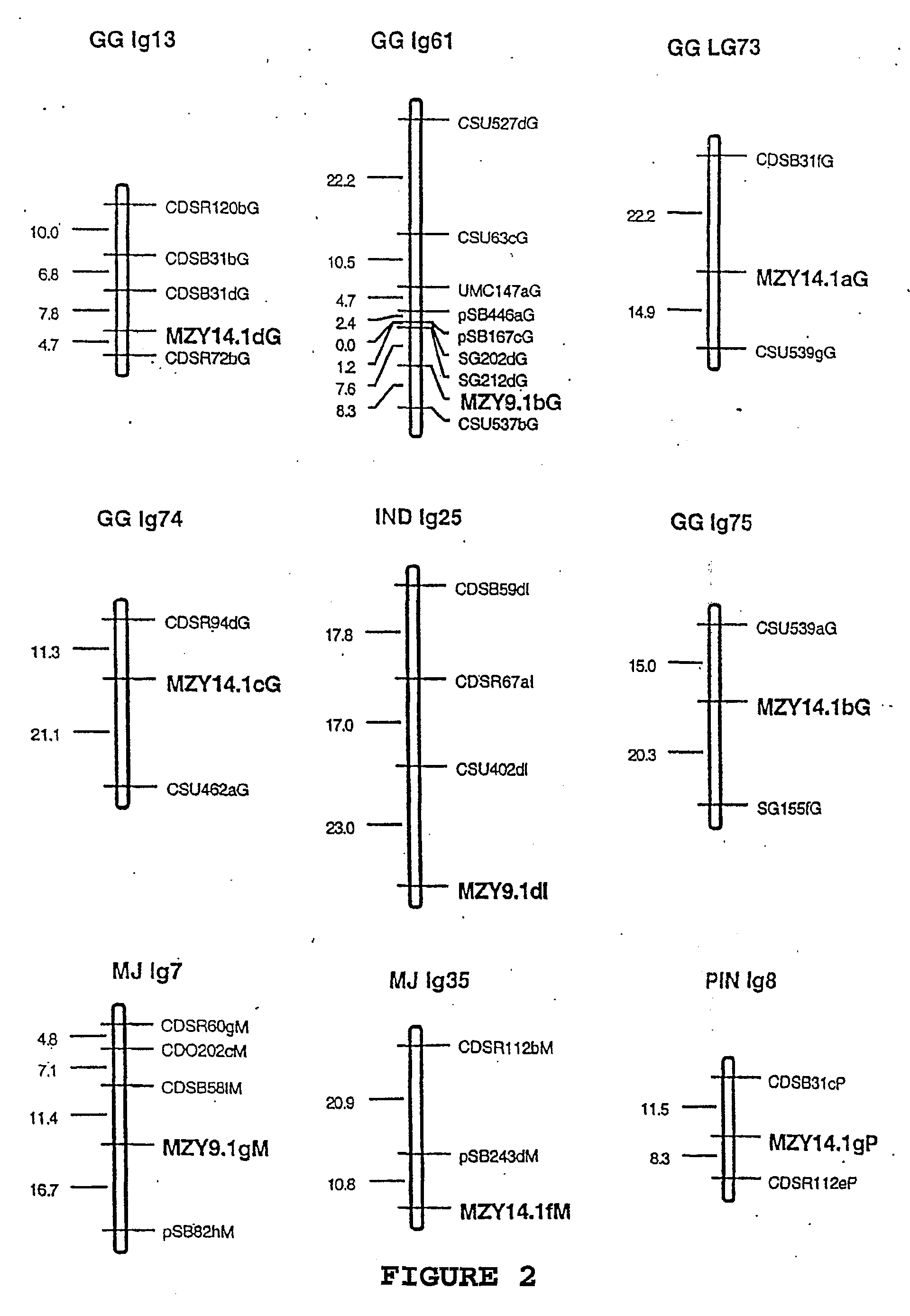 Methods and constructs for producing transgenic plants and methods of recovering expressed proteins