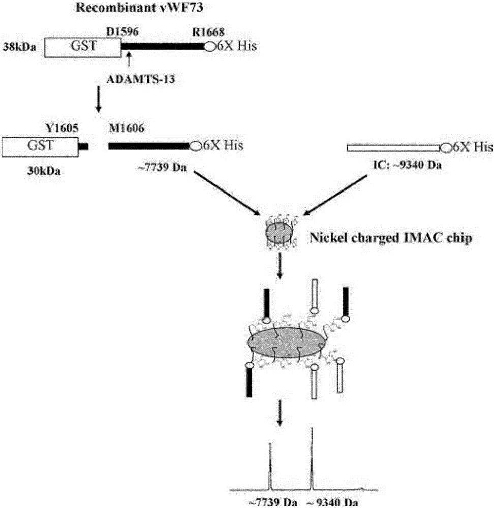 Method for detecting ADAAMTS13 enzyme activity in serum by SELDI-TOF-MS (surface-enhanced laser desorption/ionization-time of flight-mass spectrometry)