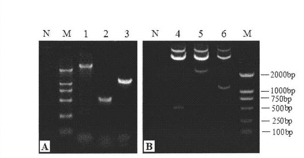 Brucella deoxyribonucleic acid (DNA) vaccine as well as construction method and application thereof