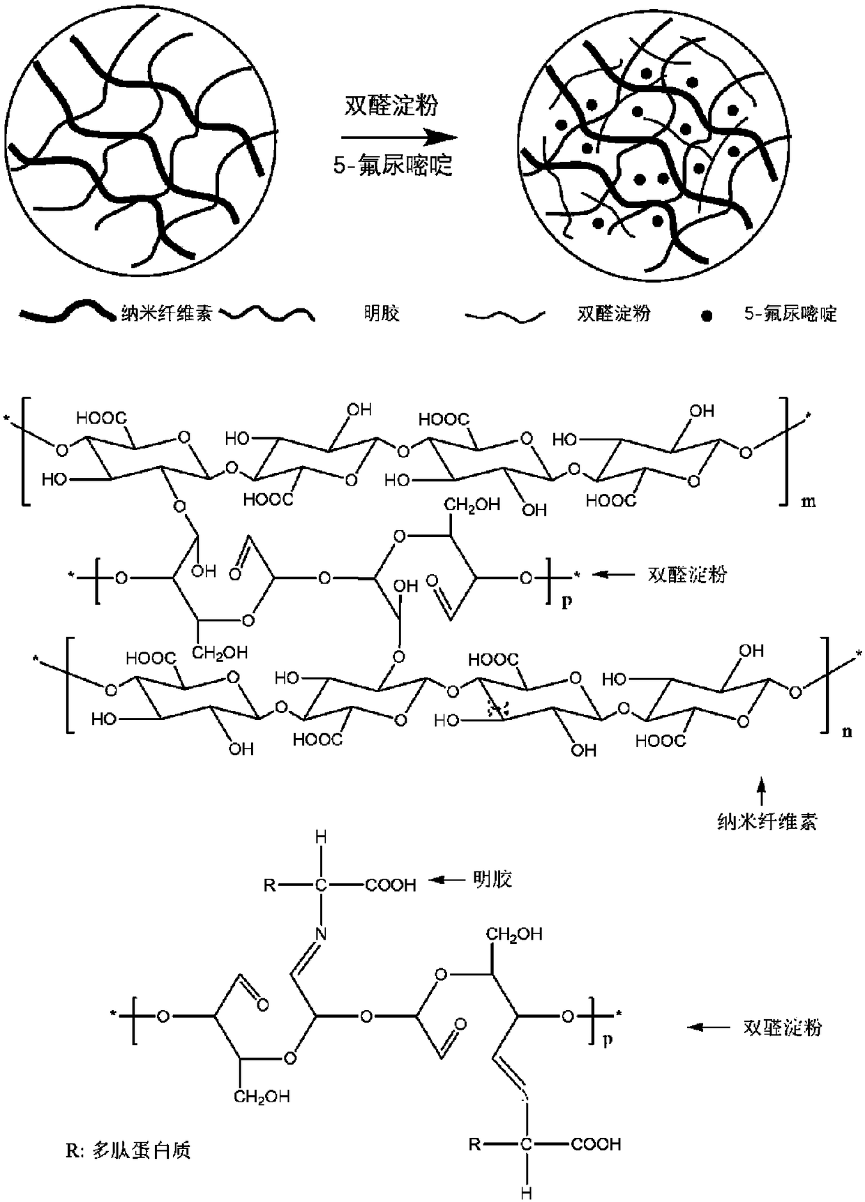 Nano-crystalline cellulose/gelatin composite aerogel and application thereof