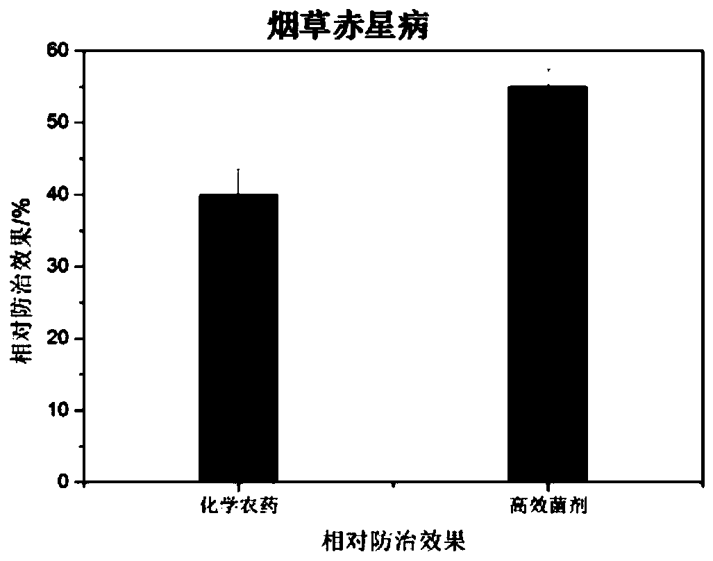 Microbial agent for preventing and controlling brown spot of tobaccos and preparation method of microbial agent