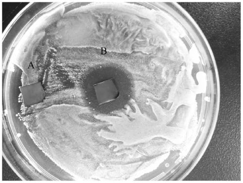 A kind of superhydrophilic coating with long-acting antibacterial performance and preparation method thereof