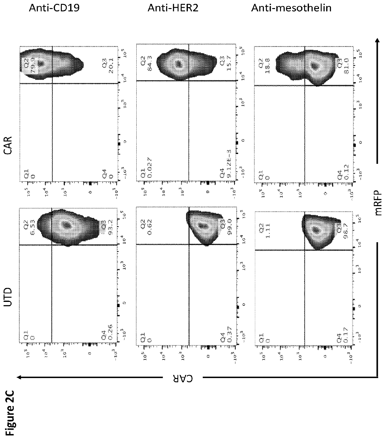 Modified monocytes/macrophage expressing chimeric antigen receptors and uses thereof