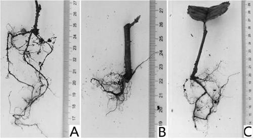 Cutting propagation method for Carpinus tientaiensis