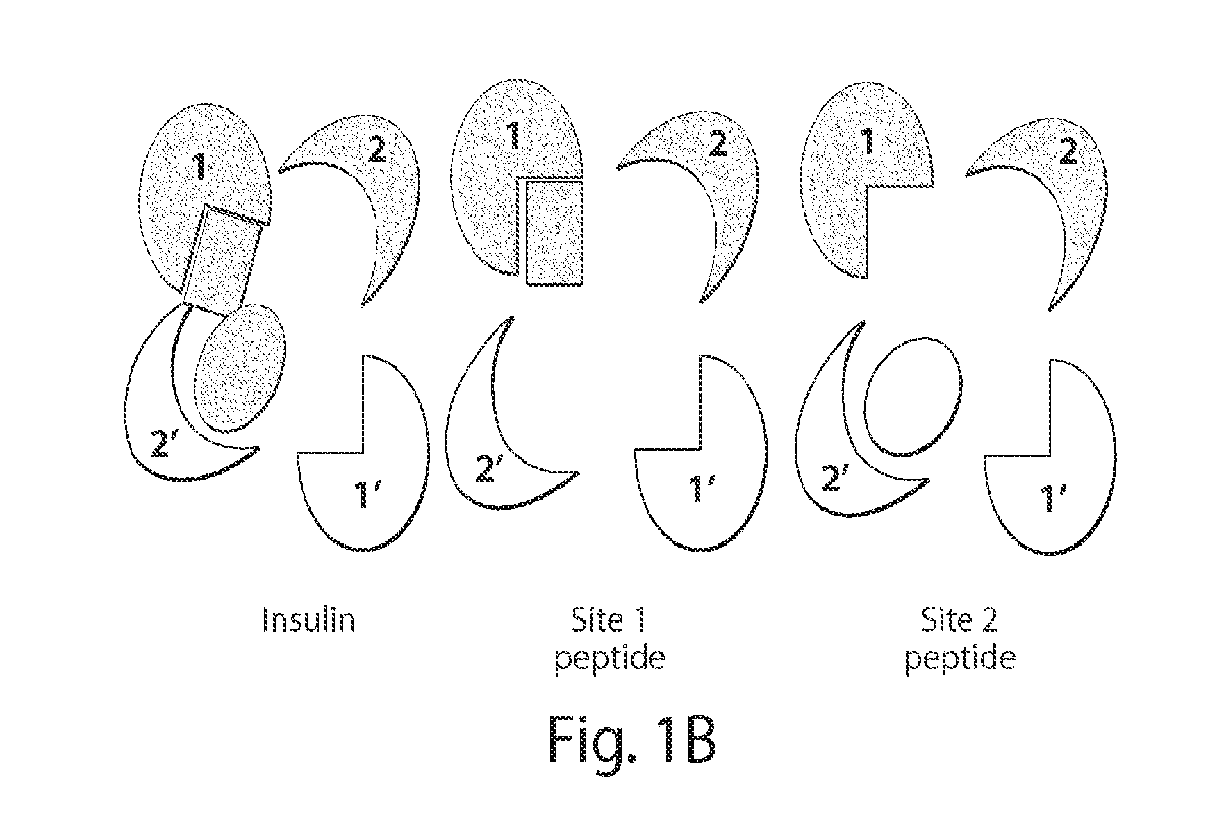 Stabilized polypeptide insulin receptor modulators