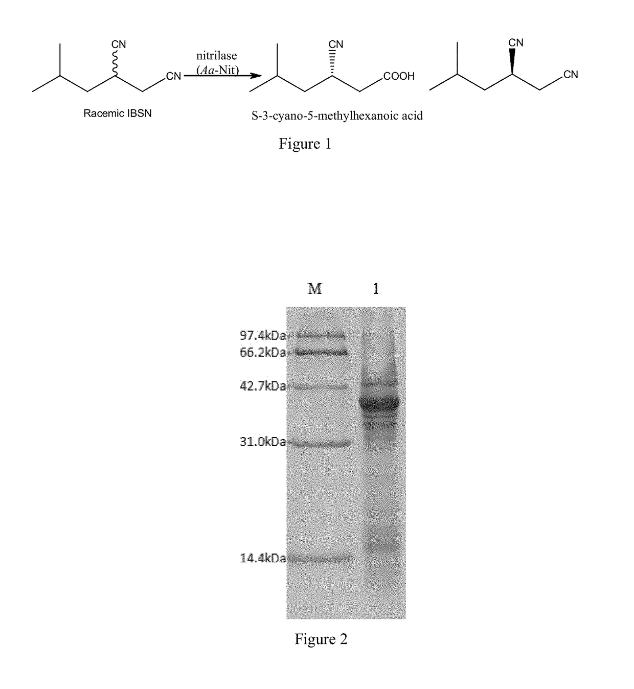 Nitrilase from arabis alpina, its encoding gene, vector, recombinant bacterial strain and uses thereof