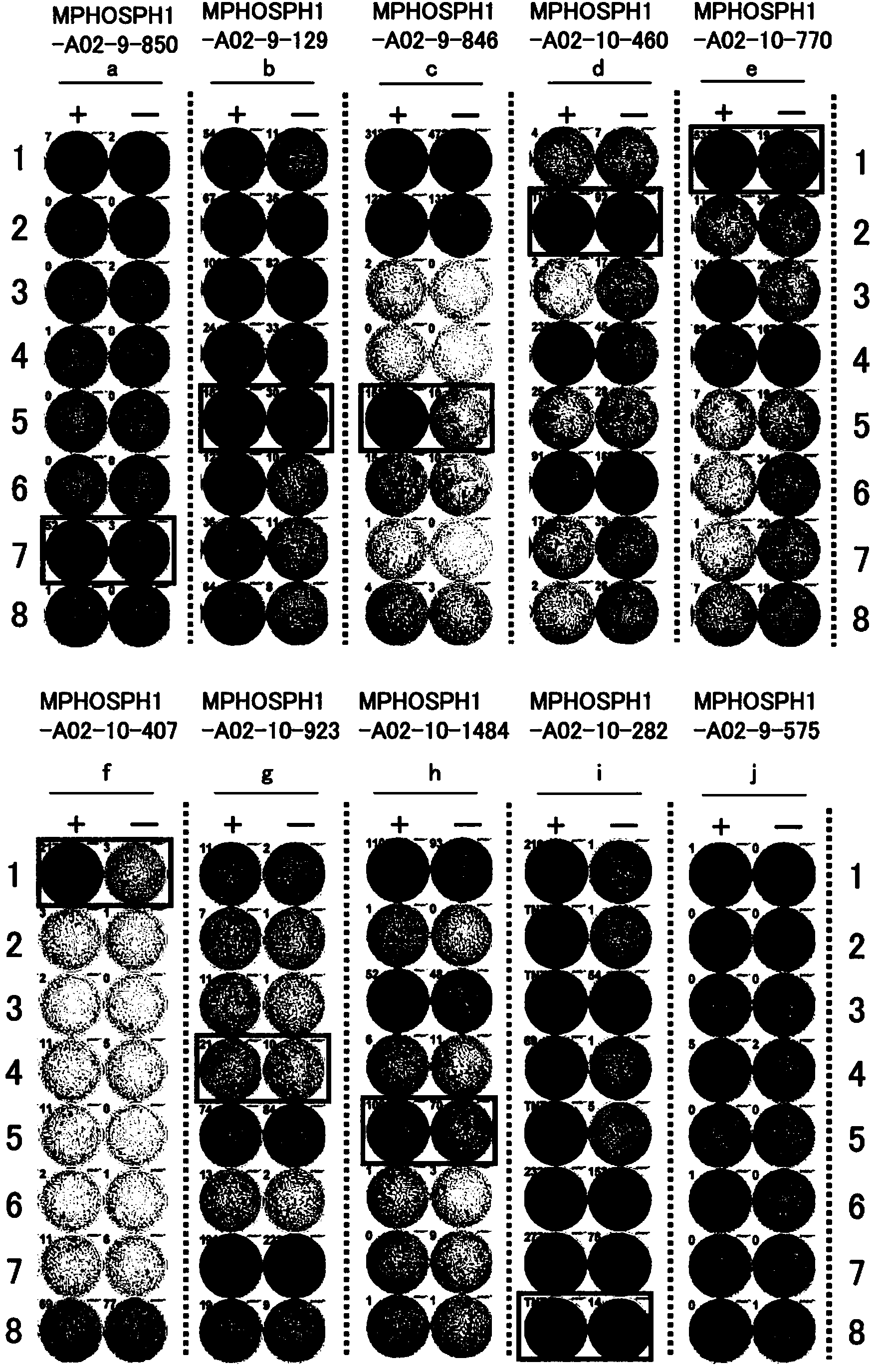 Mphosph1 peptides and vaccines including the same