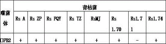 Screening method of pseudomonas solanacearum bacteriophage resource