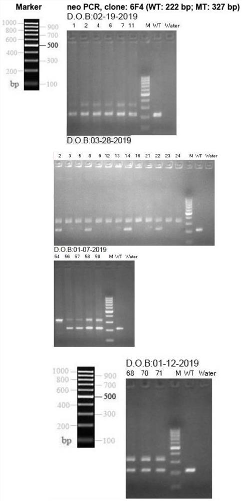 Breeding method of kidney podocyte-specific knockout lncRNA DLX6-os1 transgenic mice