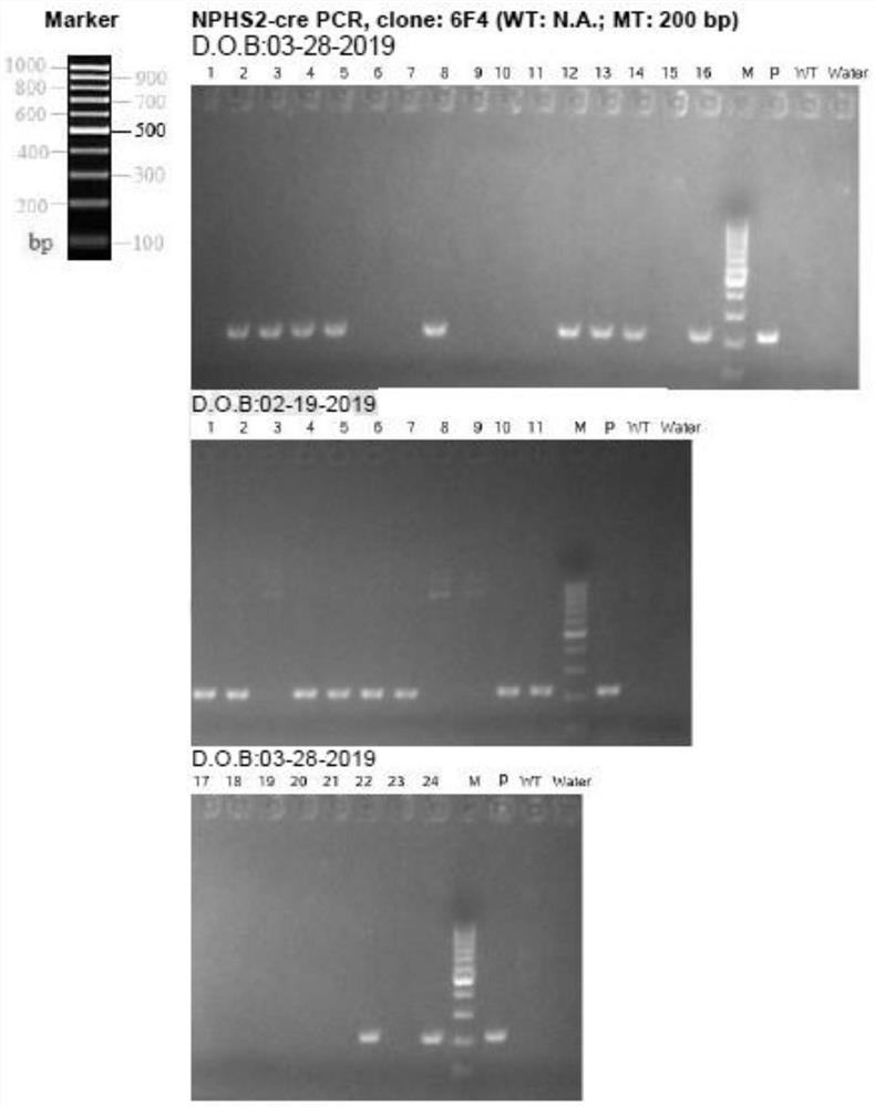 Breeding method of kidney podocyte-specific knockout lncRNA DLX6-os1 transgenic mice