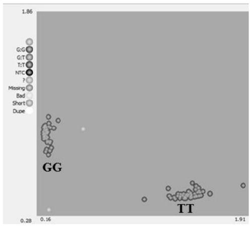 SNP (single nucleotide polymorphism) markers based on KASP (kompetitive allele-specific polymerase chain reaction) and application of SNP markers