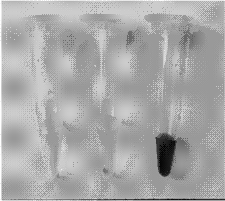 MOP-nanorod with mimetic enzyme property as well as preparation method and application of MOP-nanorod