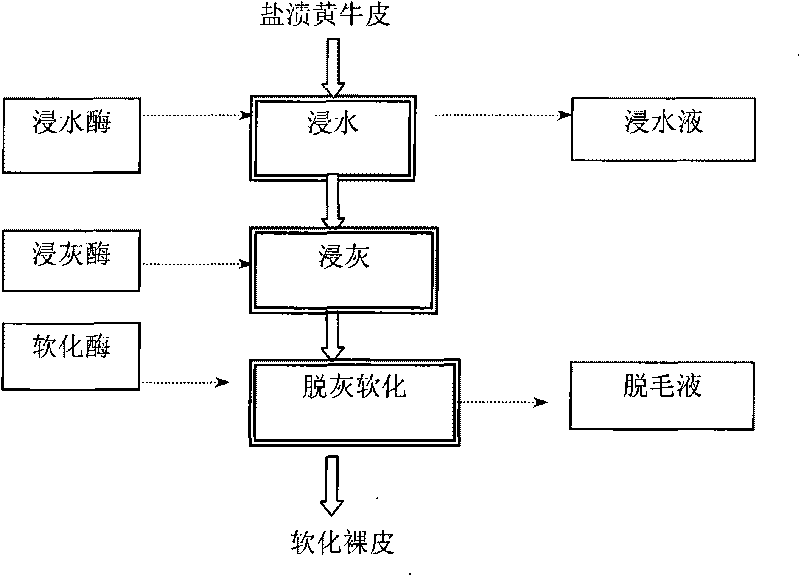 Leather making bio-pretreatment method