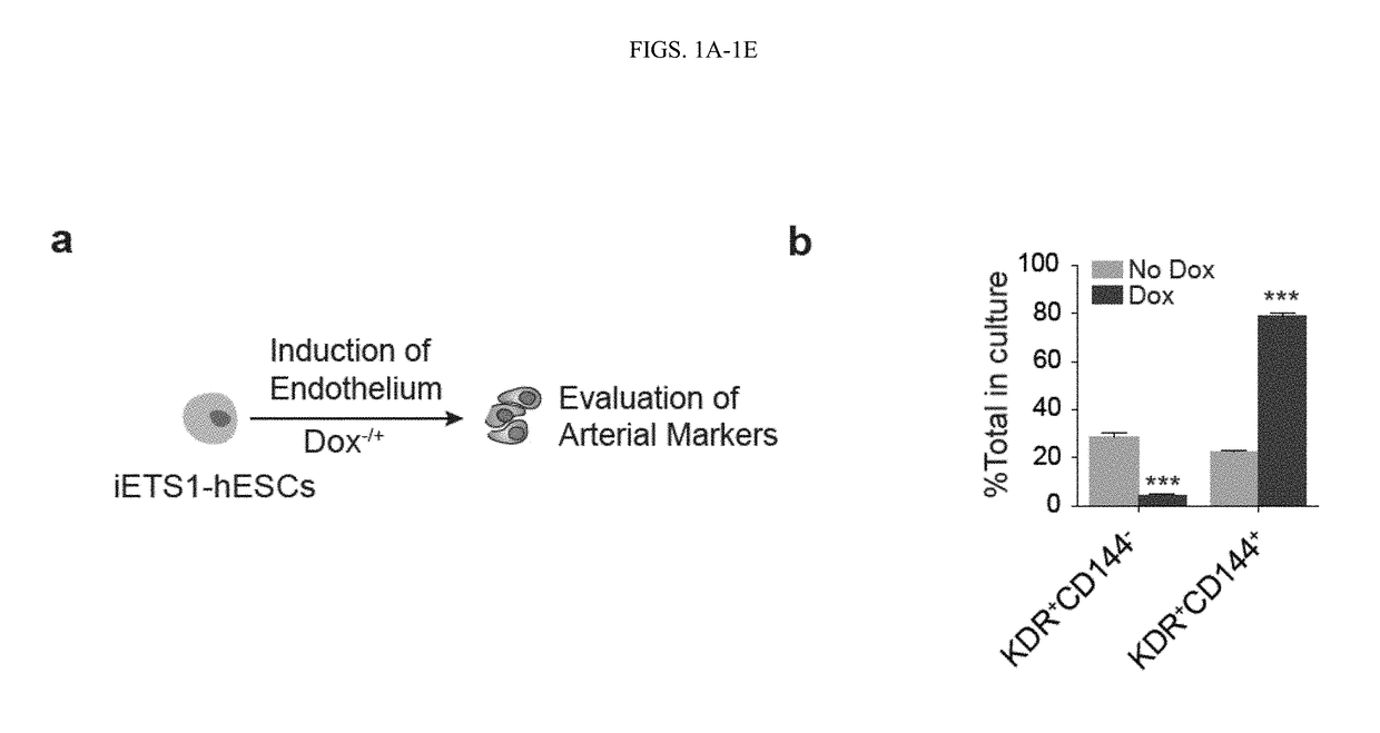 Induction of arterial-type of hemogenic endothelium (AHE) and enhancement of t cell production from pscs through overexpression of ets factors or modulating mapk/erk signalling pathways