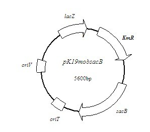 Corynebacterium acetoacidophilum strain and method for producing succinic acid therefrom