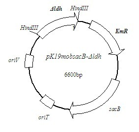 Corynebacterium acetoacidophilum strain and method for producing succinic acid therefrom