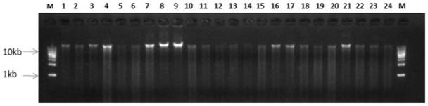 A method for accurately detecting the homogeneity degree of chloroplast transformation