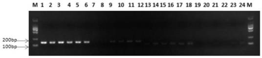 A method for accurately detecting the homogeneity degree of chloroplast transformation