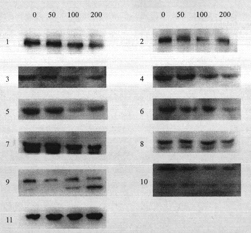 Antitumor antibiotic ancomycin and its derivative