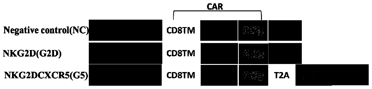 Preparation and application of CXCL13 chemotaxis type CAR-T cells