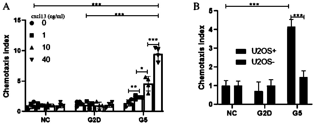 Preparation and application of CXCL13 chemotaxis type CAR-T cells