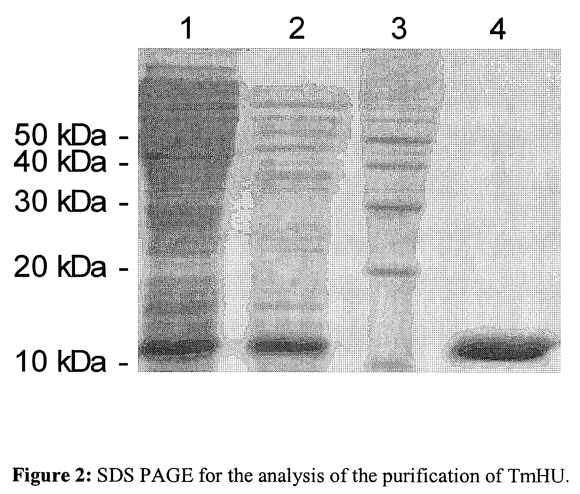 Method for transfer of molecular substances with prokaryotic nucleic acid-binding proteins