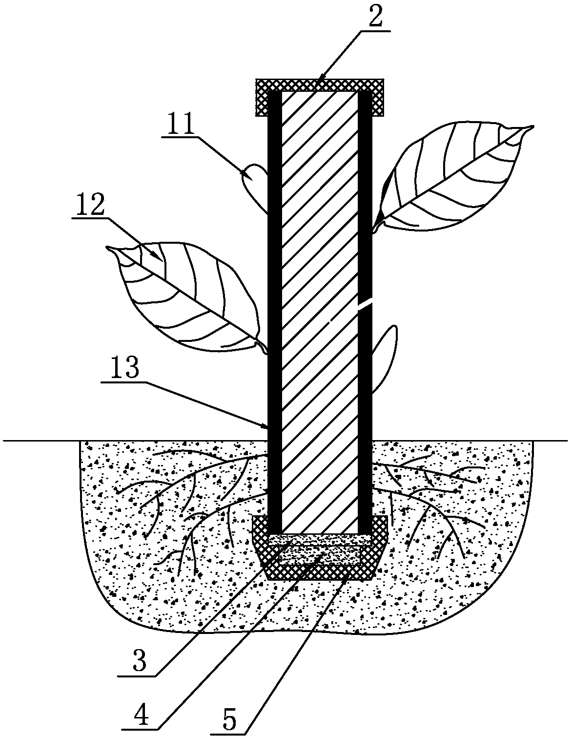 Cuttage seedling raising method for twigs of ilex chinensis Sims