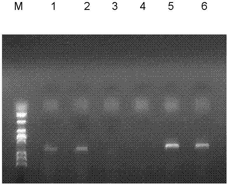 Rice Rhizoctonia solani effector gene AG1IA10434 and application thereof