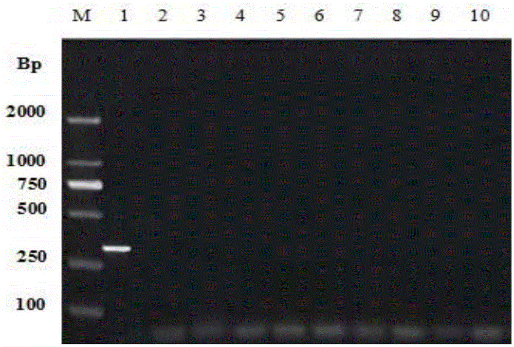 A method for identifying Bacillus coagulans