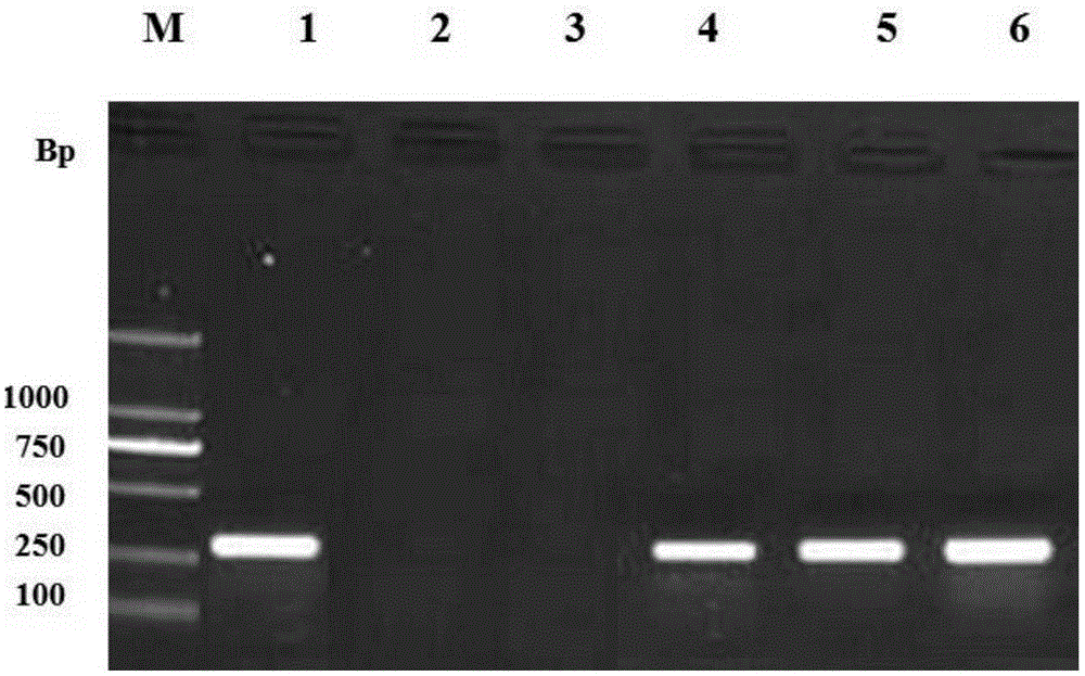 A method for identifying Bacillus coagulans