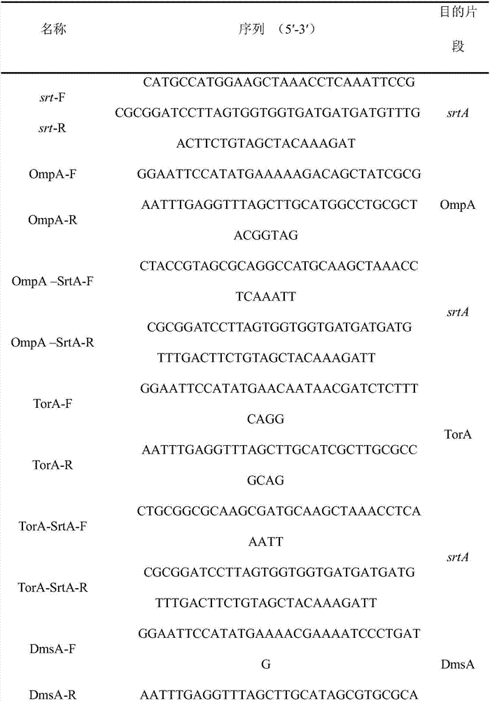 Method for constructing Escherichia coli capable of efficiently secreting and expressing transpeptidase Sortase A