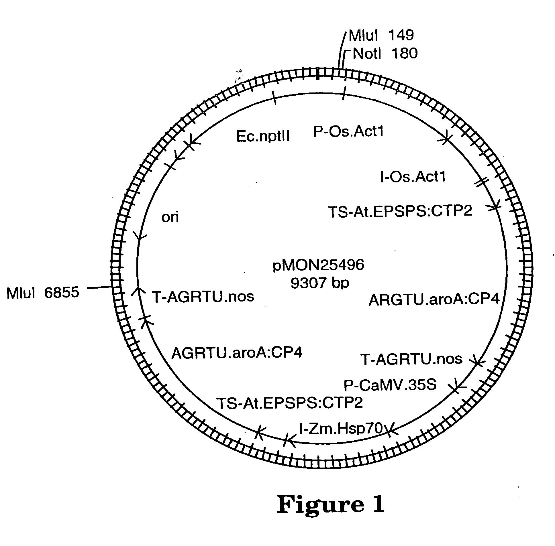 Corn event PV-ZMGT32(nk603) and compositions and methods for detection thereof