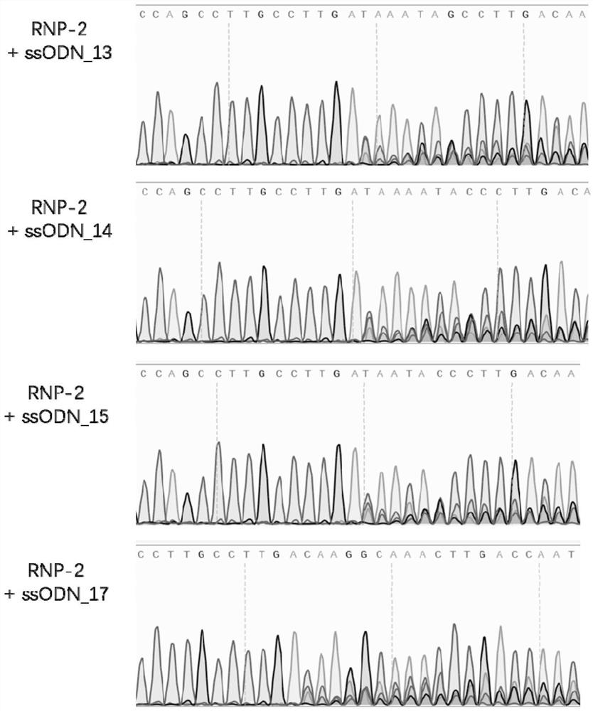 Methods and compositions for activating gamma-globin gene expression