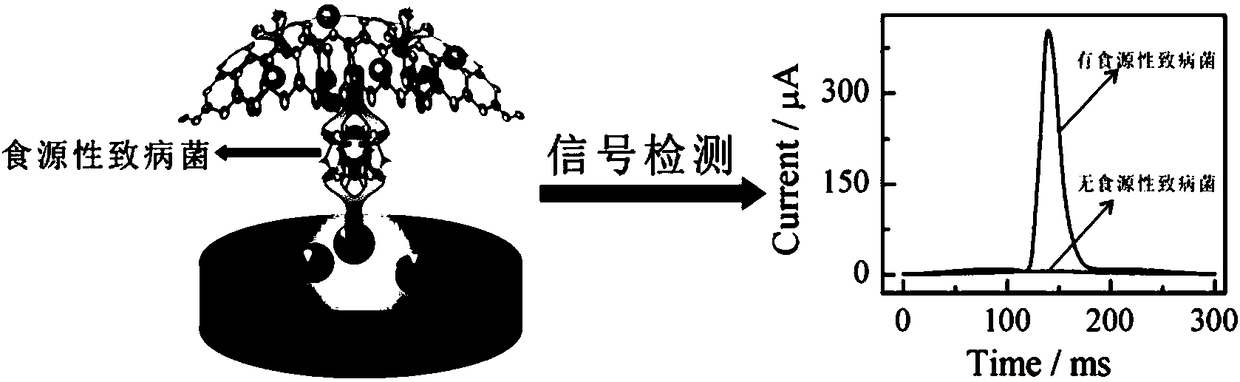 Method for preparing electrochemical immunosensors for detecting food-borne pathogens on basis of quick scanning anodic stripping voltammetry technologies and application of electrochemical immunosensors