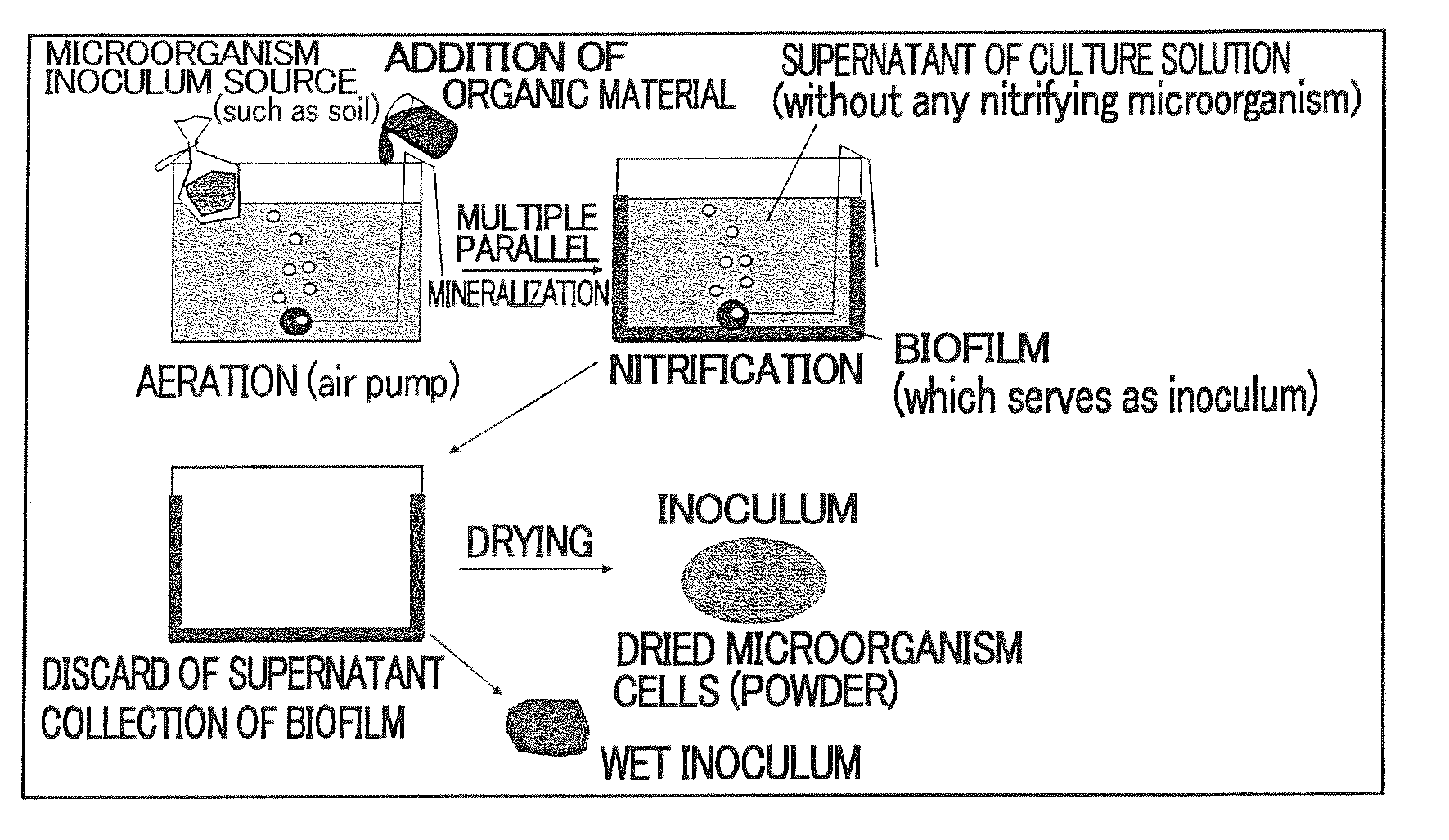 Method for production of inoculum of microorganisms optimized as catalyst for multiple parallel mineralization