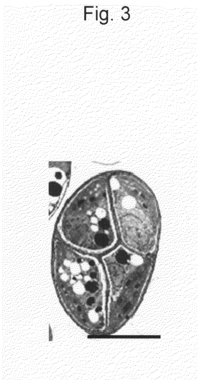 Novel Microalga and Process for Producing Hydrocarbon