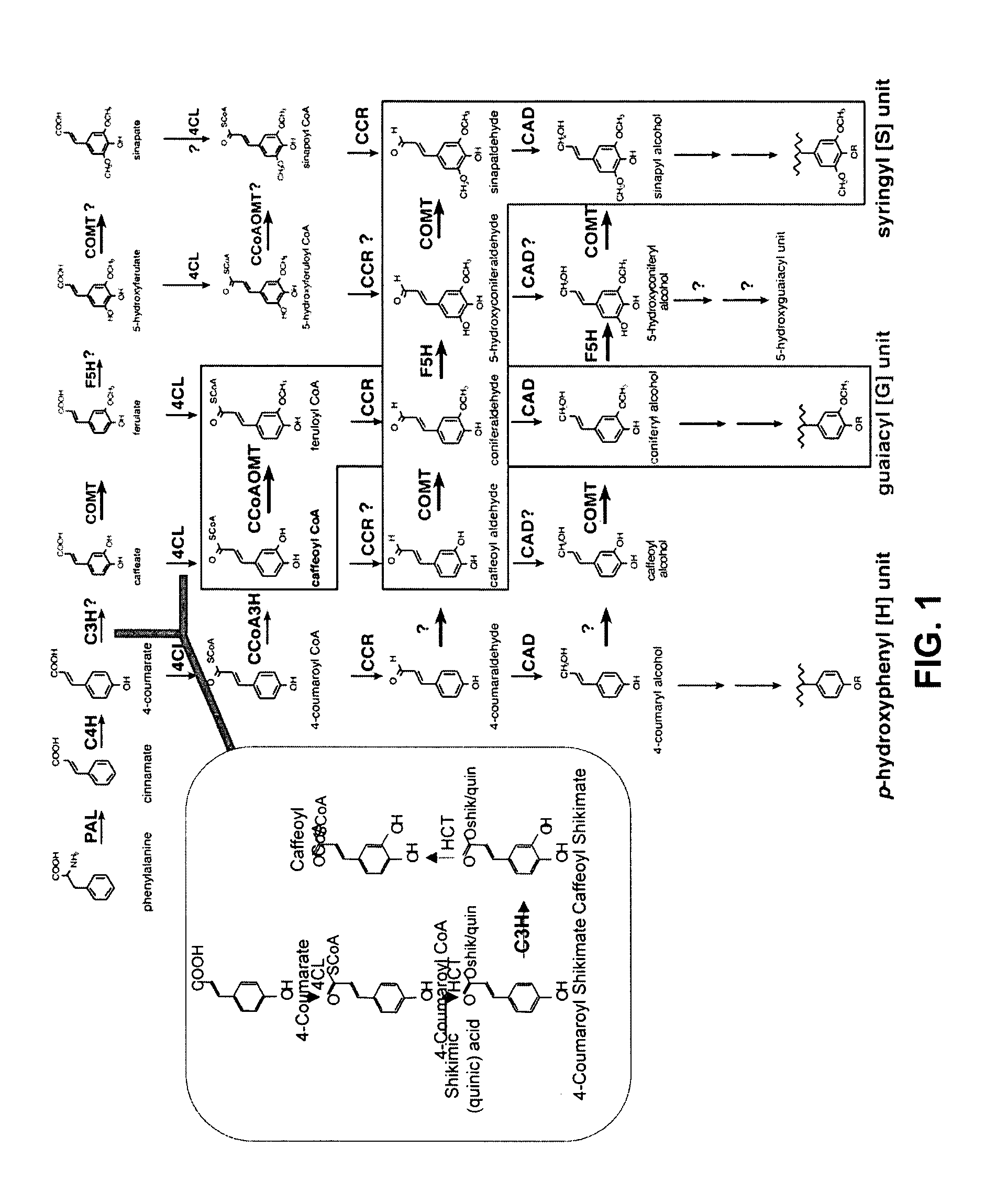 Modification of lignin biosynthesis