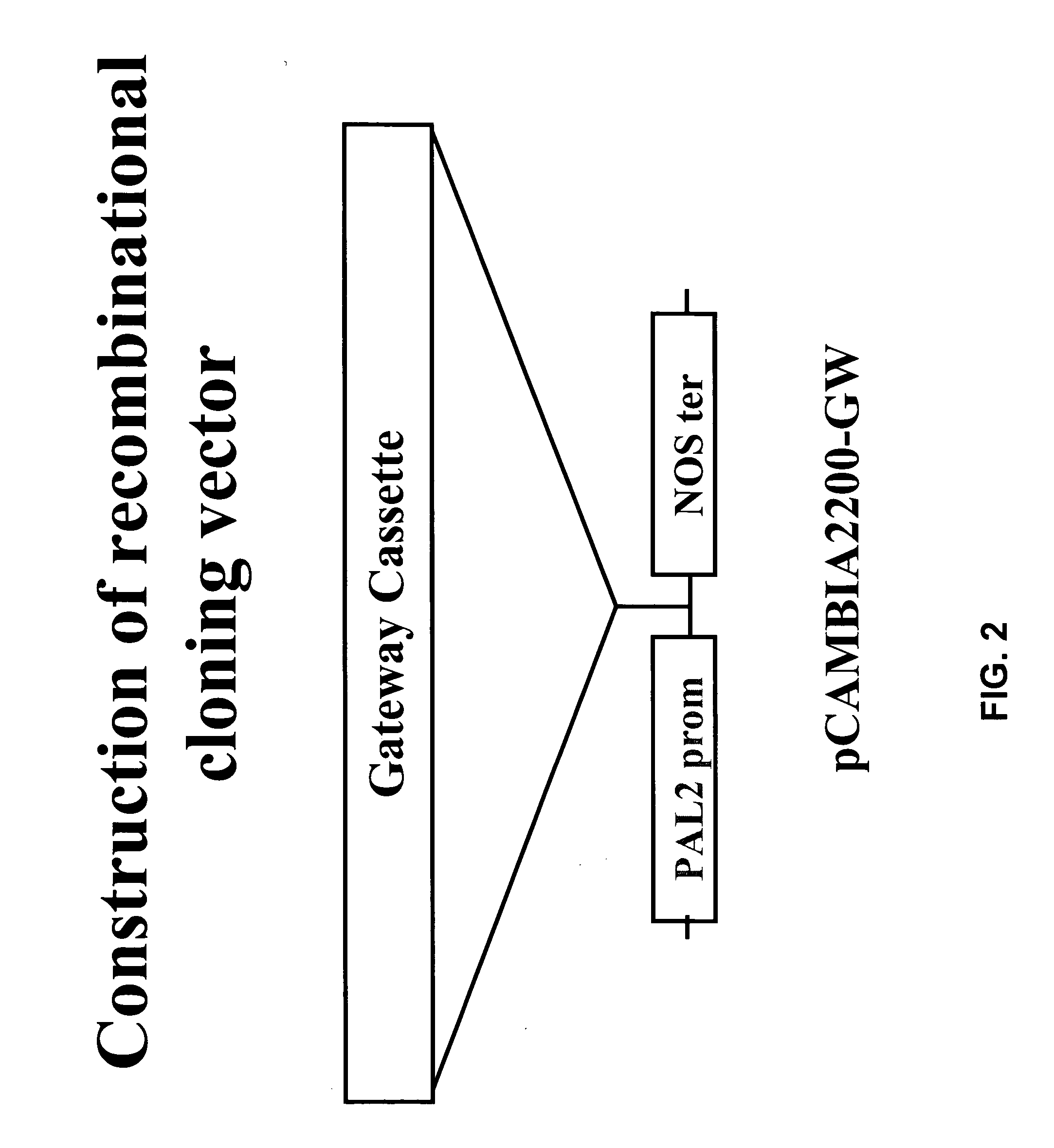 Modification of lignin biosynthesis