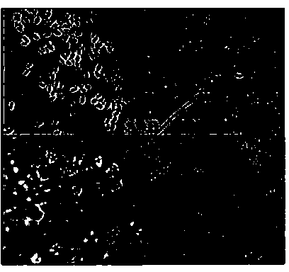 Method for rapidly identifying resistance to verticillium wilt of eggplant