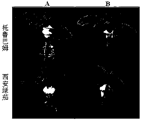 Method for rapidly identifying resistance to verticillium wilt of eggplant