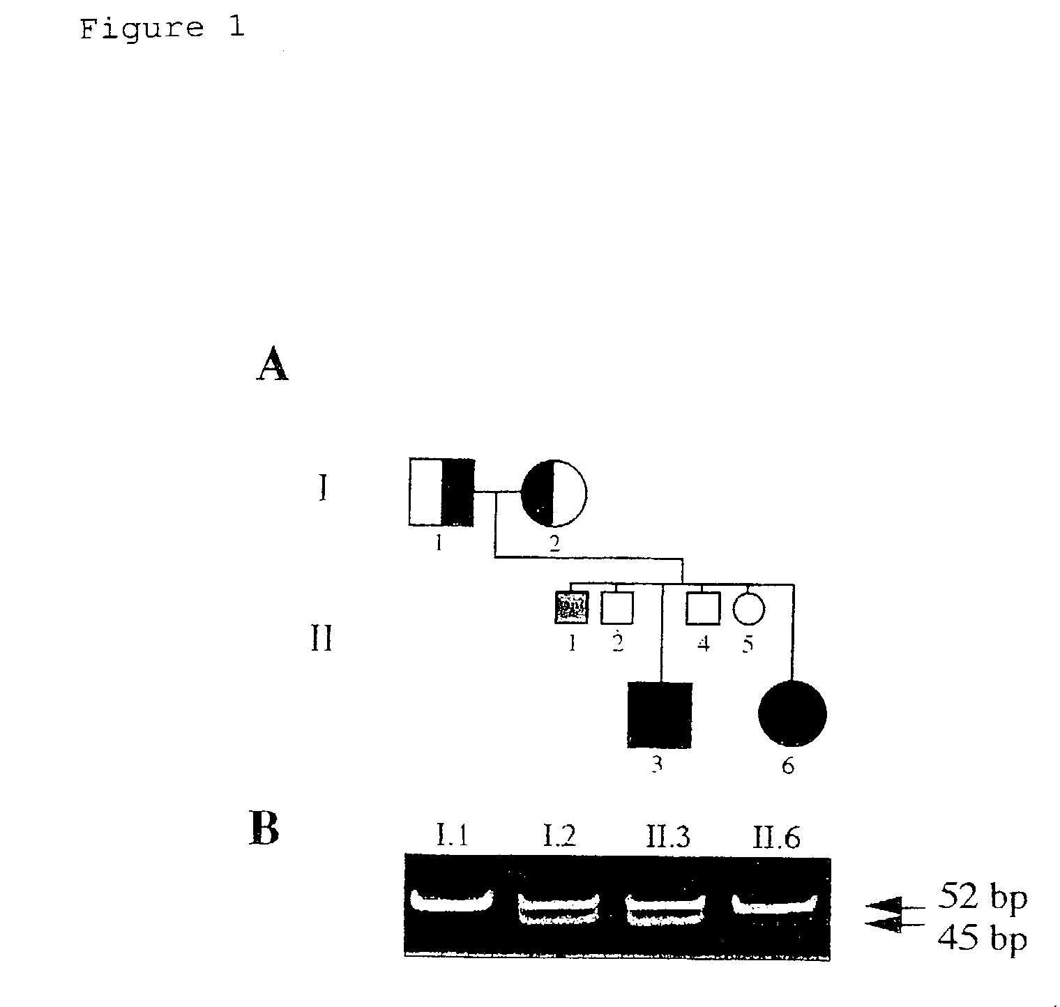 Gene causative of Rothmund-Thomson syndrome and gene product