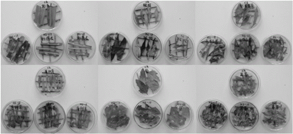 Trichoderma polysporum fungus strain HZ-31 and application thereof to biological weeding