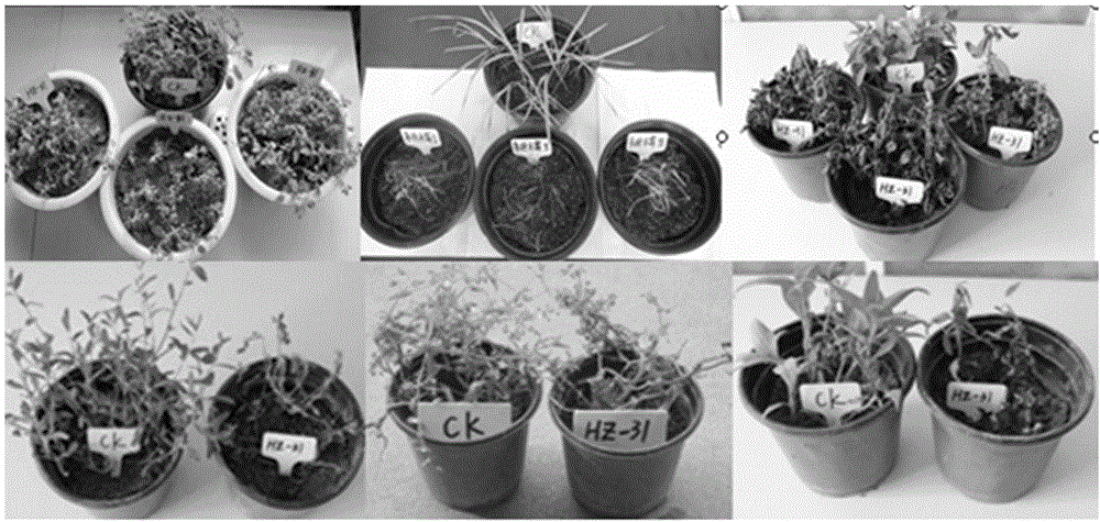 Trichoderma polysporum fungus strain HZ-31 and application thereof to biological weeding