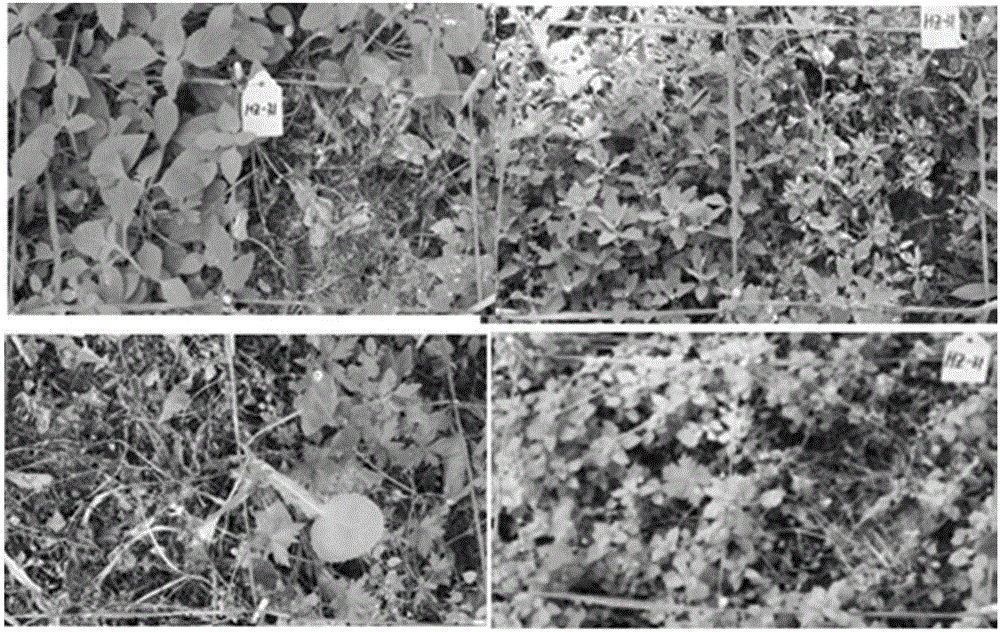 Trichoderma polysporum fungus strain HZ-31 and application thereof to biological weeding