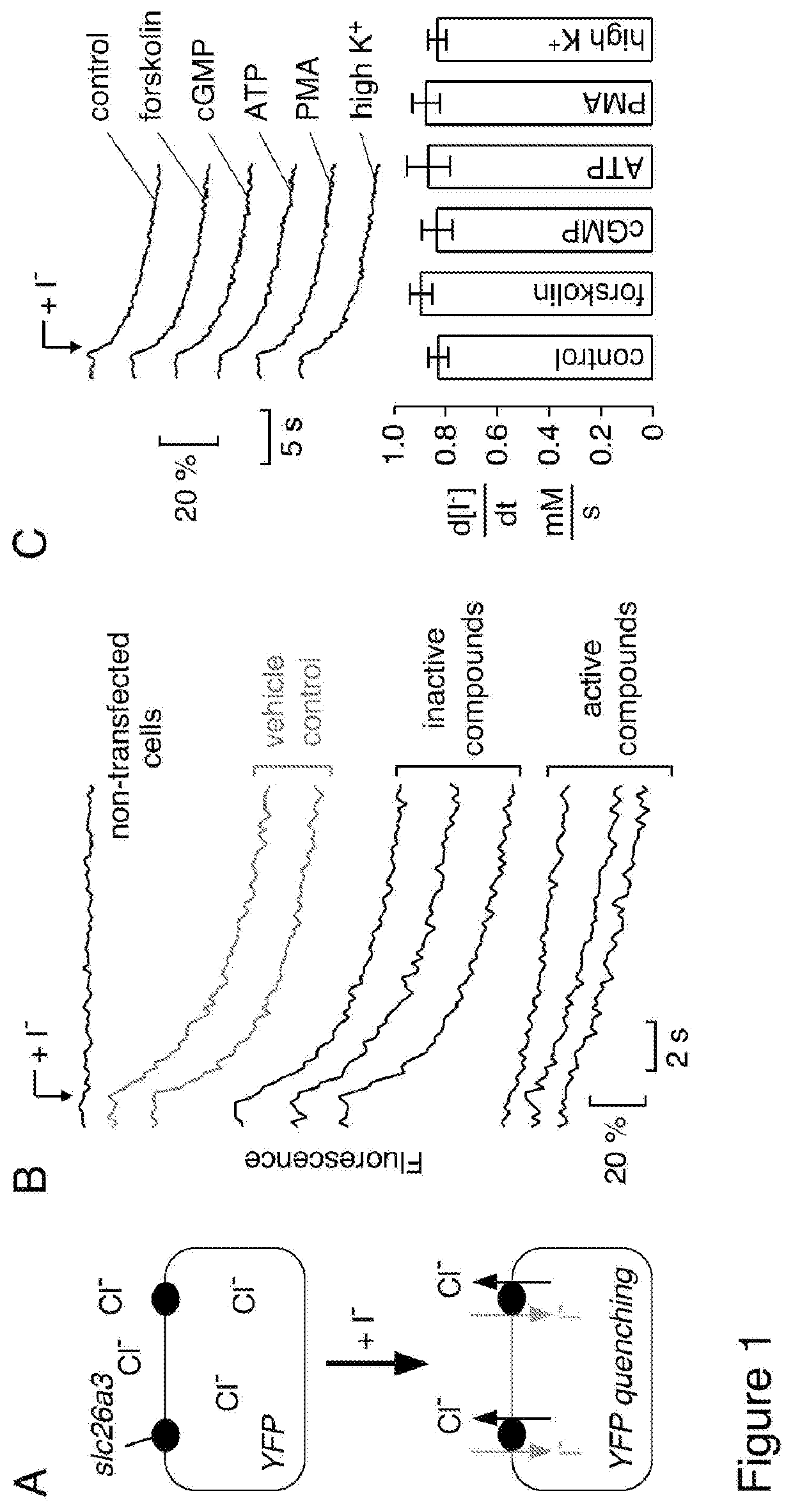 Slc26a3 inhibitors and use thereof