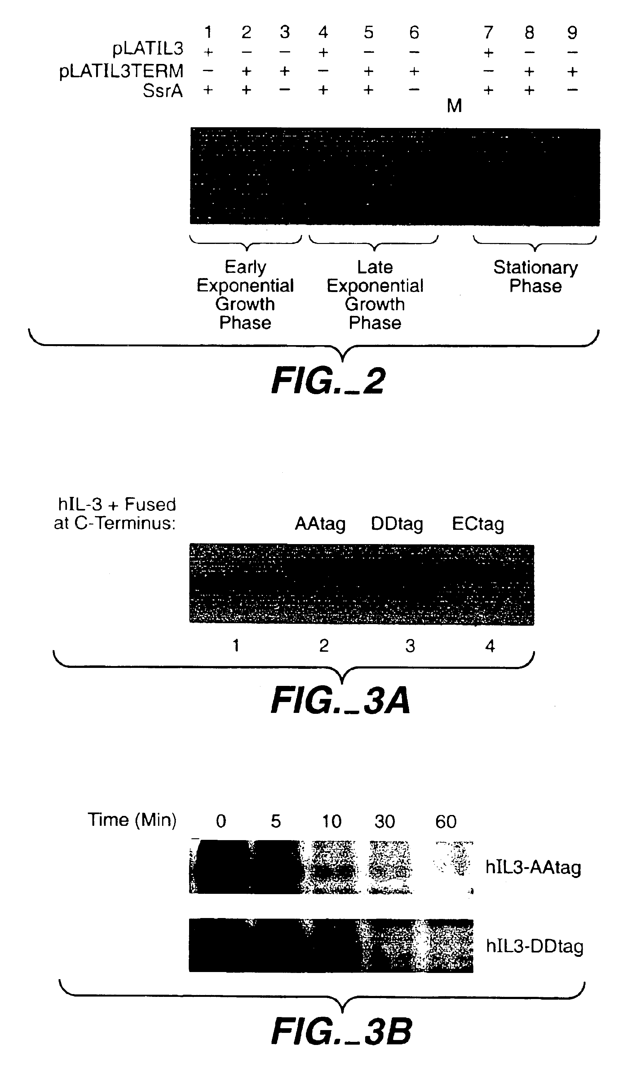 Enhanced secretion of a polypeptide by a microorganism