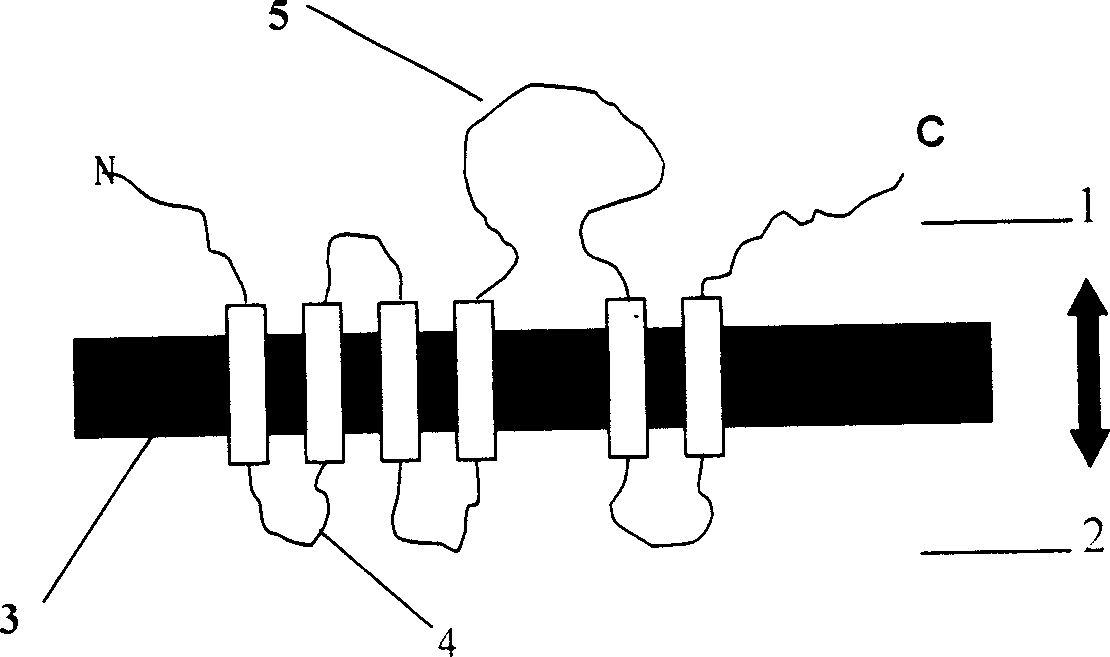 Gene BjCET2 of Indian mustard cation transport protein family and its protein